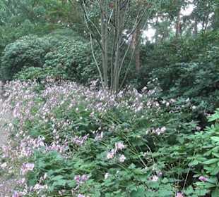 Rhododendronwald