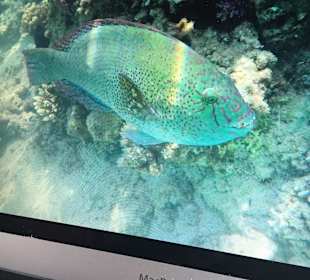 Wangenstreifen Lippfisch