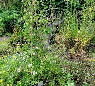Rundgang durch den Botanischen Garten Oldenburg