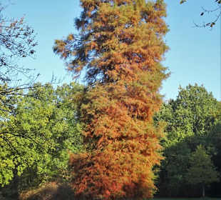 Herbstspaziergang durch den Schlosspark Lütetsburg