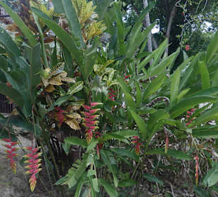Heliconia auf der Tanamaranch