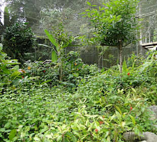 Poring Hot Springs - Schmetterlingsgarten