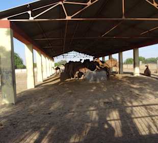 Auf dem Gelände der Kamelfarm