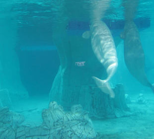 Aquarium / Oceanongrafic