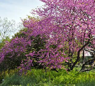 Spaziergang durch den Berggarten Hannover