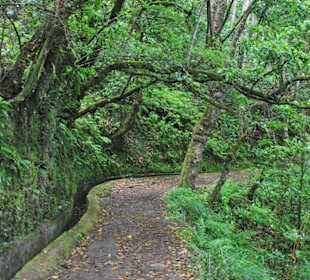 Lorbeerwald