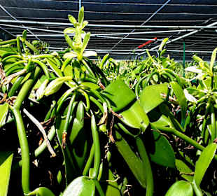 Plantage Vanilla-Bourbon