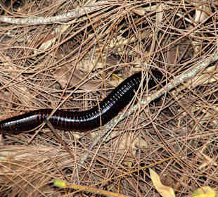 Riesen - Tausendfüsser
