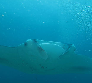 Manta