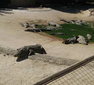 Krokodilfarm Animalia