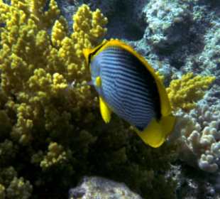 Schwarzrücken-Falterfisch