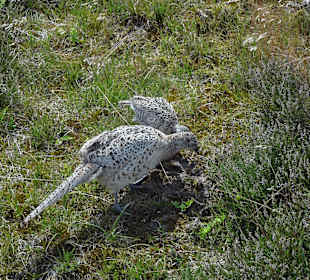 In den Norddorfer Dünen