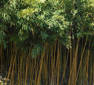 Monte Palace Tropical Garden