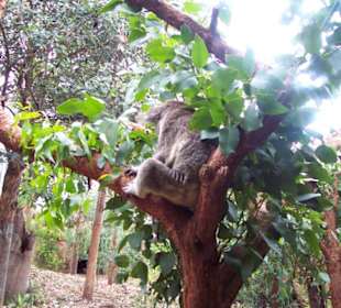 Koala im Eukalyptusbaum