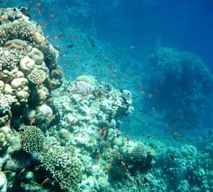 Schnorcheln am Hausriff vom Hotel Iberotel Club Fanara