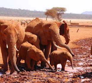 Tsavo Ost