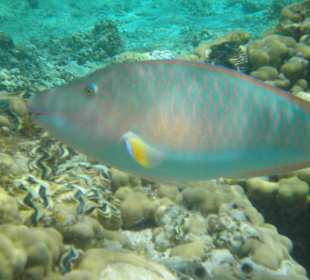 Papageien Fisch beim Schnorcheln