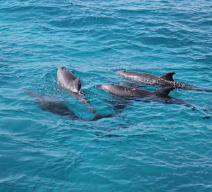 Bei der Delphintour