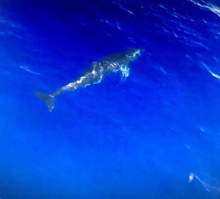 Delphin