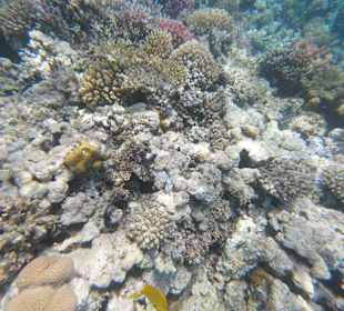 Schnorcheln Makadi Bay