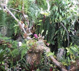 Orchideen Garten Funchal