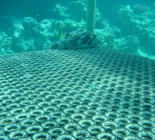 Kugelfisch, beim Rasten unterhalb des Steges