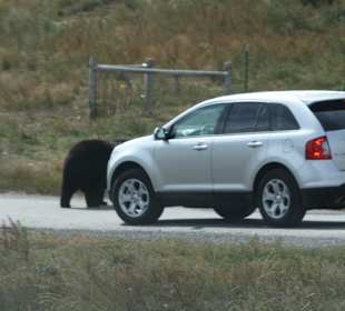 Bear Country Rapid City