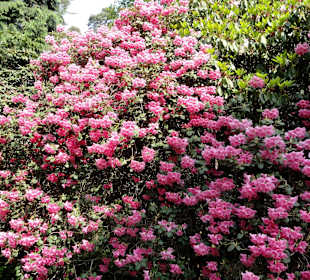 Impressionen vom Rundweg durch den Park