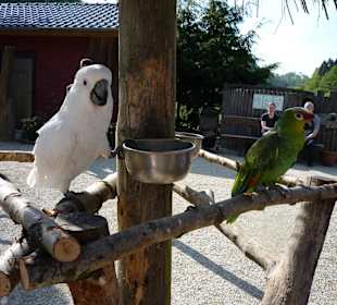Vogelpark - handzahme Papageien