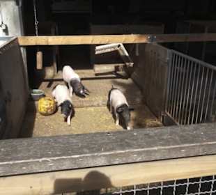 Hohenloher Freilandmuseum