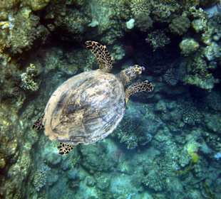 Am Aussenriff Richtung Resta Reef
