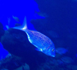 Palma Aquarium