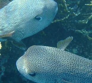 Am Hausriff Hotel Tulip Resort