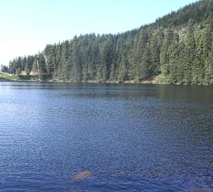 Kanada oder Schwarzwald