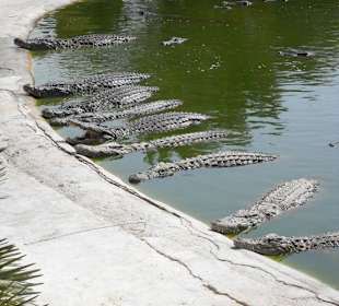 Krokodile im Park Djerba Explore
