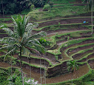 Tarasy ryżowe-Tegallalang