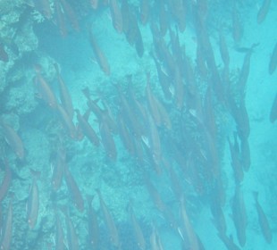 Hausriff Arabia Azur