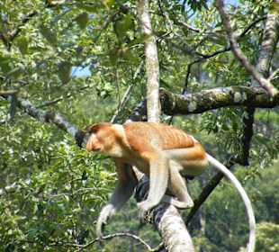 Langnasenaffe (endemisch)