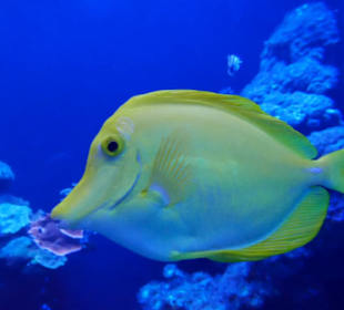 Gelb auf Blau und lächeln