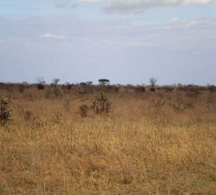 Elefanten im Tsavo Ost