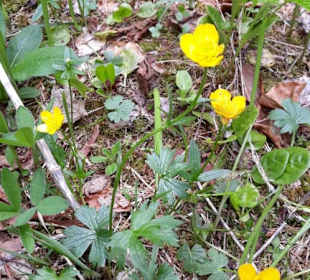 Wiesenblumen in den Lechauen