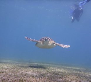 Schwimmen mit Schildkröten