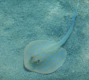 Schnorcheln Marsa Alam