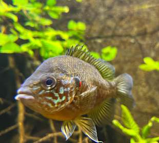 Aquazoo Löbbecke Museum Düsseldorf