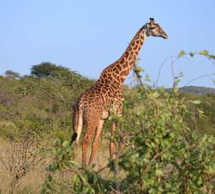 Tsavo Ost
