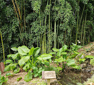 Tūpare