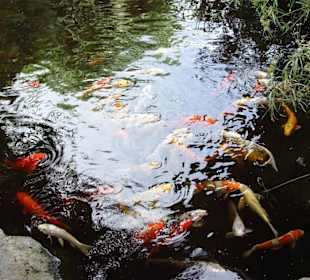Loro Park - Fischteich