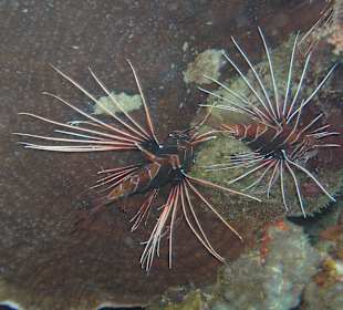 Direkt am Hausriff beim Schnorcheln aufgenommen