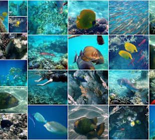 Collage Unterwasserwelt in der Hotelbucht