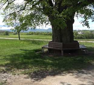 Naturdenkmal Klafertlinde